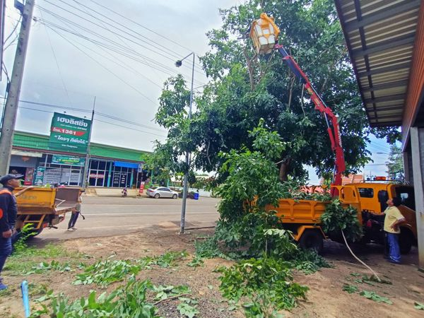 ออกตัดกิ่งไม้ในเขตเทศบาลตำบลโนนสุวรรณ